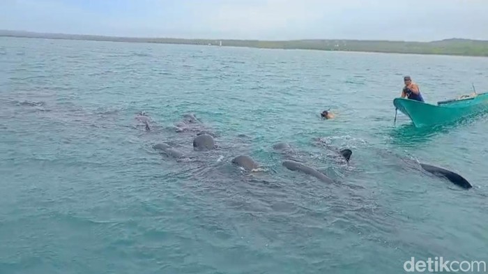 Gerombolan paus pilot yang terjebak jaring nelayan di Rote Ndao, Senin (9/3/2026).