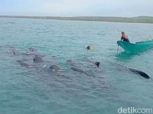 Terjebak Jaring Nelayan, 11 Paus Pilot di NTT Mati