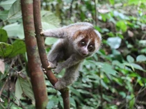 Mengenal Kukang Kalimantan, Primata yang Menggemaskan tapi Berbisa