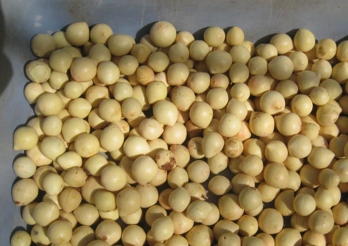 nyamplung atau tamanu (Calophyllum inophyllum)