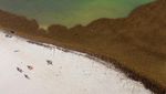 Pembersihan Sargassum di Pantai Playa del Carmen