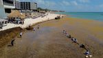Pembersihan Sargassum di Pantai Playa del Carmen
