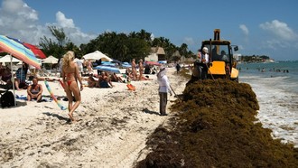 Pembersihan Sargassum di Pantai Playa del Carmen