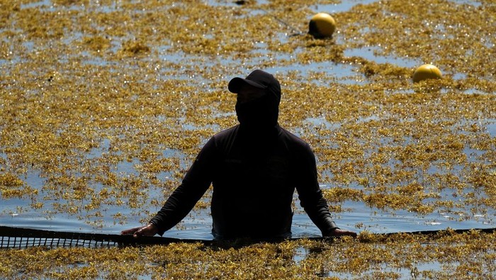 A drone view shows authorities carrying out a cleanup on a beach covered with sargassum seaweed in Playa del Carmen, Mexico, March 8, 2026. REUTERS/Paola Chiomante     TPX IMAGES OF THE DAY