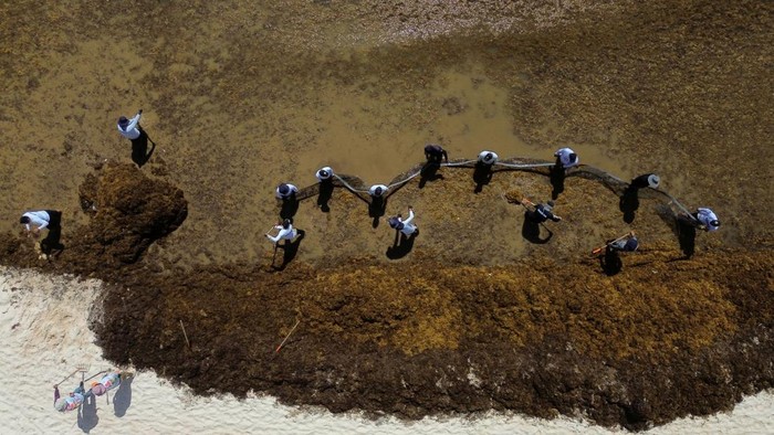 A drone view shows authorities carrying out a cleanup on a beach covered with sargassum seaweed in Playa del Carmen, Mexico, March 8, 2026. REUTERS/Paola Chiomante     TPX IMAGES OF THE DAY