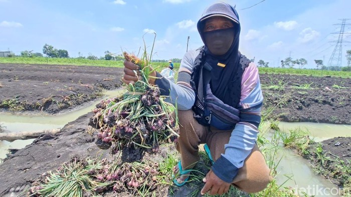 Petani bawang merah di Nganjuk