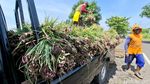 Harga Bawang Merah Turun, Petani Nganjuk Pilih Simpan Jadi Bibit