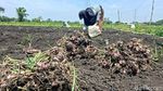 Harga Bawang Merah Turun, Petani Nganjuk Pilih Simpan Jadi Bibit