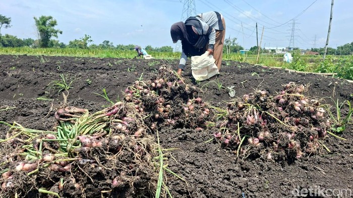 Petani bawang merah Nganjuk