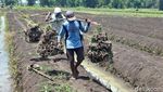 Harga Bawang Merah Turun, Petani Nganjuk Pilih Simpan Jadi Bibit