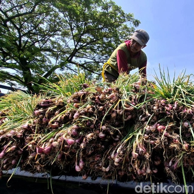 Harga Bawang Merah Turun, Petani Nganjuk Pilih Simpan Jadi Bibit