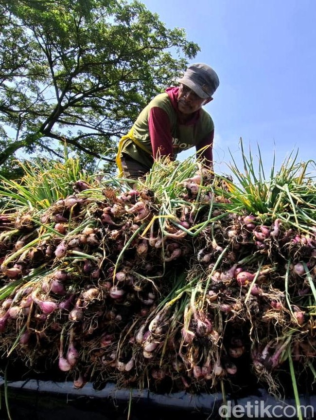 Harga Bawang Merah Turun, Petani Nganjuk Pilih Simpan Jadi Bibit
