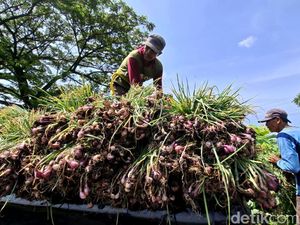 Harga Bawang Merah Turun, Petani Nganjuk Pilih Simpan Jadi Bibit