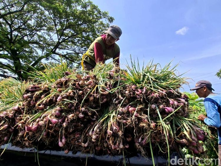 Harga Bawang Merah Turun, Petani Nganjuk Pilih Simpan Jadi Bibit
