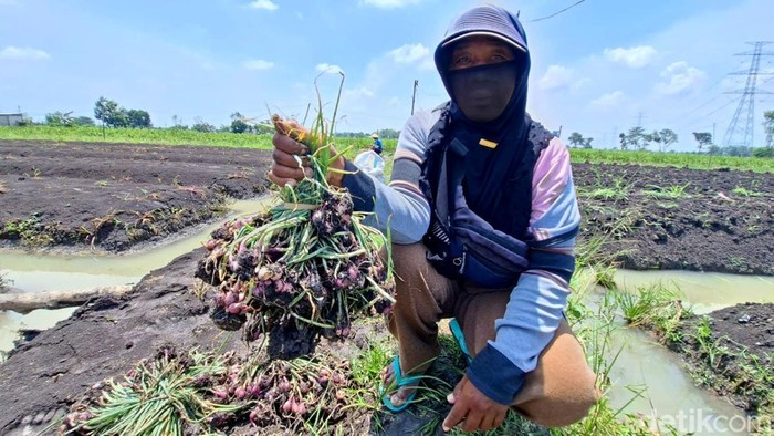 Petani bawang merah Nganjuk