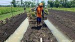 Harga Bawang Merah Turun, Petani Nganjuk Pilih Simpan Jadi Bibit