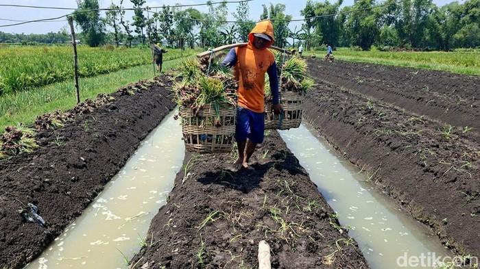 Petani bawang merah Nganjuk