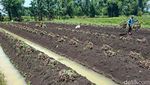 Harga Bawang Merah Turun, Petani Nganjuk Pilih Simpan Jadi Bibit