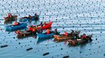 Petani Panen Rumput Laut Kelp di Ailun Bay Marine Ranch