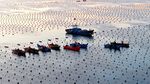 Petani Panen Rumput Laut Kelp di Ailun Bay Marine Ranch