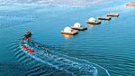 Petani Panen Rumput Laut Kelp di Ailun Bay Marine Ranch