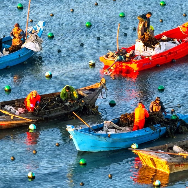 Petani Panen Rumput Laut Kelp di Ailun Bay Marine Ranch