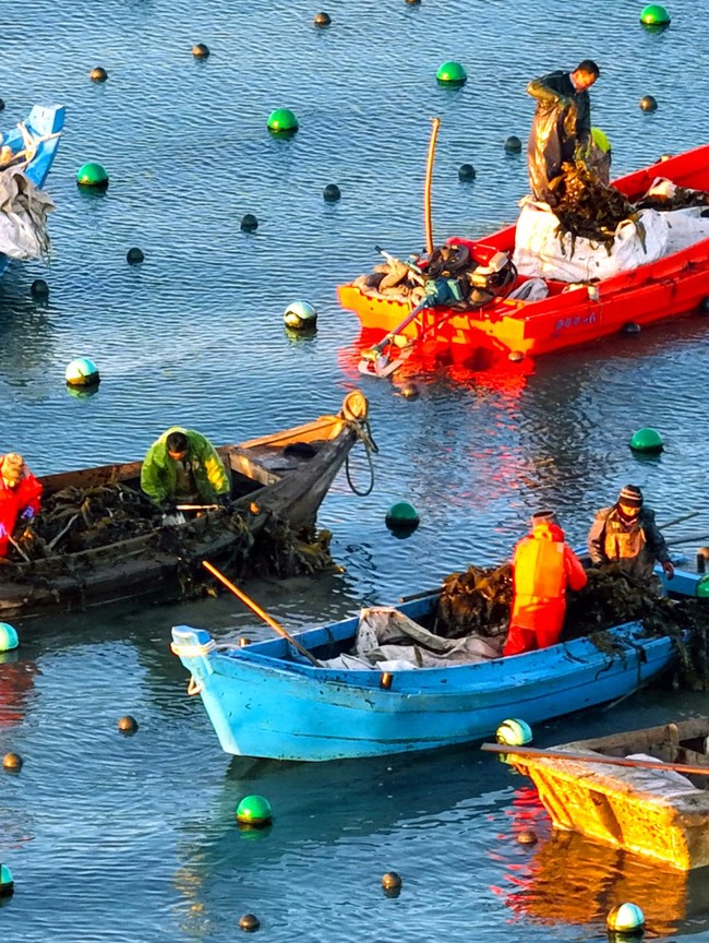 Petani Panen Rumput Laut Kelp di Ailun Bay Marine Ranch