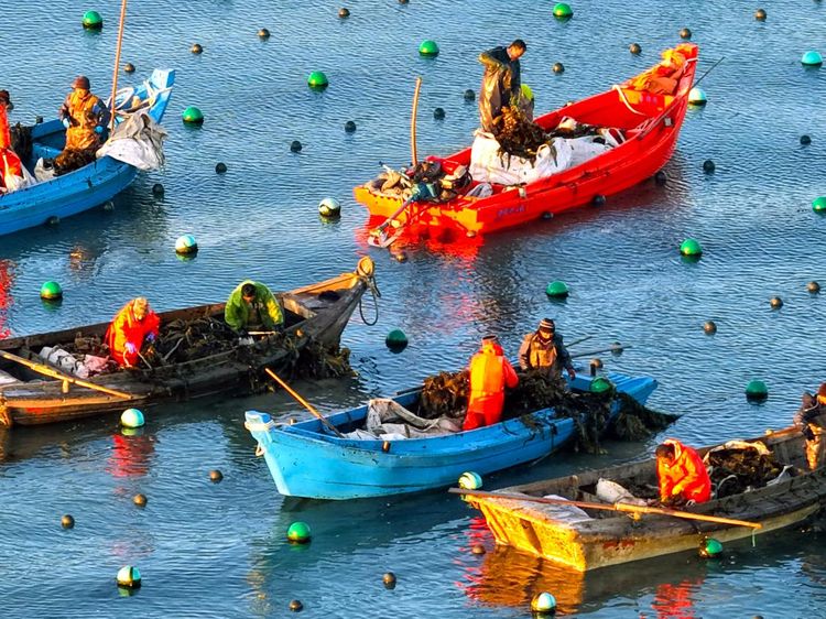 Petani Panen Rumput Laut Kelp di Ailun Bay Marine Ranch