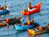 Petani Panen Rumput Laut Kelp di Ailun Bay Marine Ranch