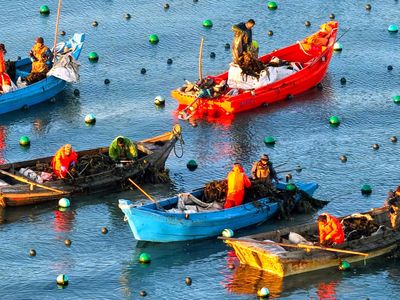 Petani Panen Rumput Laut Kelp di Ailun Bay Marine Ranch