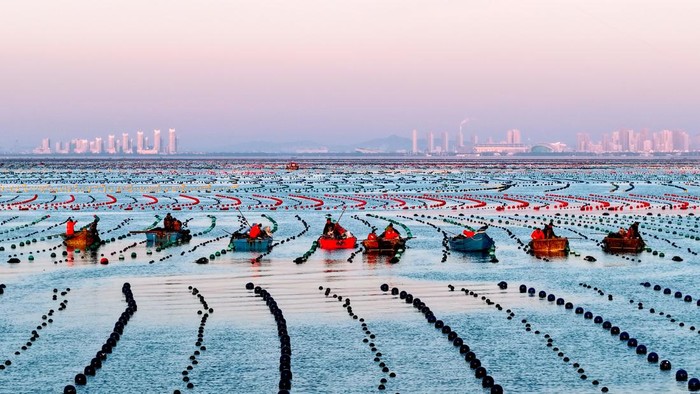 RONGCHENG, CHINA - MARCH 10: Aerial view of kelp farmers sailing boats to harvest fresh kelp at Ailun Bay Marine Ranch on March 10, 2026 in Rongcheng, Shandong Province of China. (Photo by Yang Zhili/VCG via Getty Images)