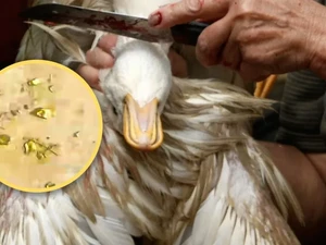 Dapat Harta Karun! Pria Ini Temukan Emas Rp 43 Juta di Dalam Perut Bebek