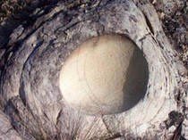 Penemuan Langka di Balik Telur Dinosaurus Berusia 68 Juta Tahun