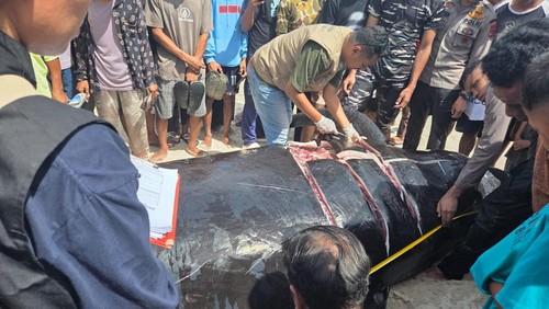 Petugas BKKPN Kupang saat mengidentifikasi paus pilot yang mati di Perairan Desa Fuanfuni, Kecamatan Rote Barat Daya, Kabupaten Rote Ndao, NTT, Selasa (10/3/2026). (Dok