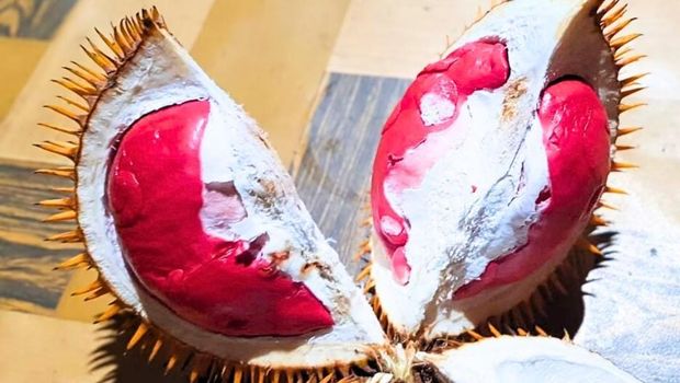 Buah durian merah.