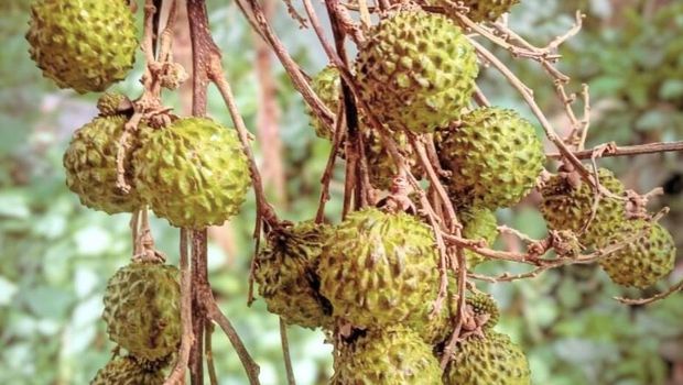 Buah mata kucing hijau.