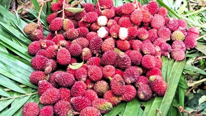 Buah meritam merah.