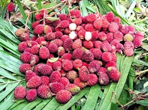 Suka Duka Warga Krayan Kala Panen Buah Lokal Melimpah