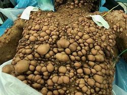 Ngeri! Deretan Gambar Medis Ini Bikin Merinding