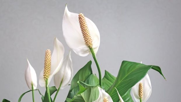 Beautiful white flowers and green leaves of tropical flower spathiphyllum on a light background.
