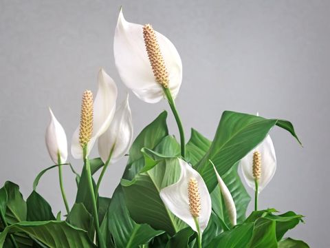 Ilustrasi tanaman hias peace lily Beautiful white flowers and green leaves of tropical flower spathiphyllum on a light background.