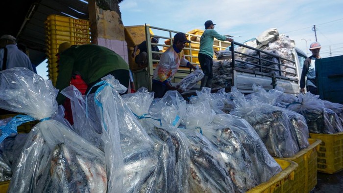 Pekerja membawa ikan hasil lelang konsumen dengan alat dorong di Tempat Pelelangan Ikan (TPI) Kota Pekalongan, Jawa Tengah, Rabu (11/3/2026). Menurut pengelola TPI Kota Pekalongan, harga berbagai jenis ikan seperti Ikan Lemuru dan Ikan Layang di TPI itu mengalami kenaikan antara Rp2 ribu-6 ribu per kilogram yang dipicu menipisnya stok tangkapan ikan dampak dari cuaca buruk, sementara permintaan ikan tinggi menjelang Lebaran 2026. ANTARA FOTO/Harviyan Perdana Putra/bar