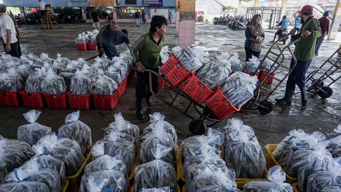 Pekerja membawa ikan hasil lelang konsumen dengan alat dorong di Tempat Pelelangan Ikan (TPI) Kota Pekalongan, Jawa Tengah, Rabu (11/3/2026). Menurut pengelola TPI Kota Pekalongan, harga berbagai jenis ikan seperti Ikan Lemuru dan Ikan Layang di TPI itu mengalami kenaikan antara Rp2 ribu-6 ribu per kilogram yang dipicu menipisnya stok tangkapan ikan dampak dari cuaca buruk, sementara permintaan ikan tinggi menjelang Lebaran 2026. ANTARA FOTO/Harviyan Perdana Putra/bar