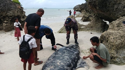 Petugas mengidentifikasi paus pilot mati di perairan Desa Fuanfuni, Kecamatan Rote Barat Daya, Rote Ndao, NTT, Selasa (10/3/2026). (Dok. Balai PK Kupang)
