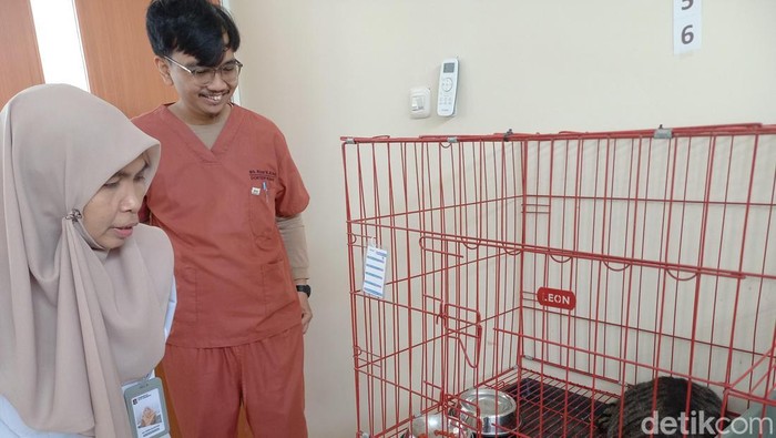 Drh Rinni dan Drh Rizal memantau kondisi kucing anabul di Puskeswan Jalan Dorang Surabaya
