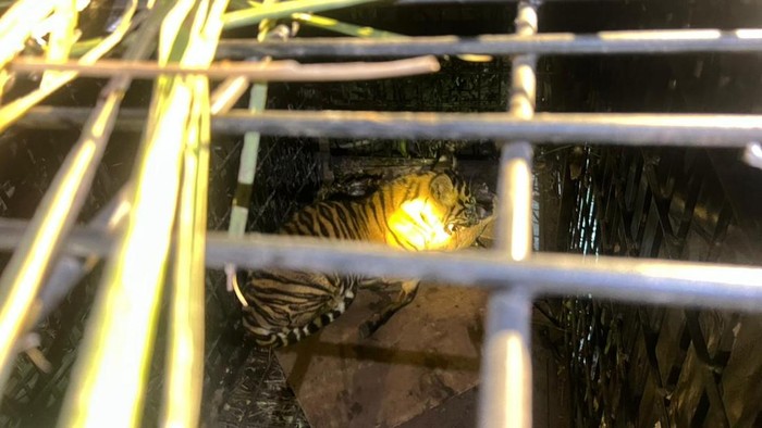 Seekor anak harimau Sumatera terperangkap jebakan usai memangsa kambing warga di Pelalawan, Selasa (10/3/2026).