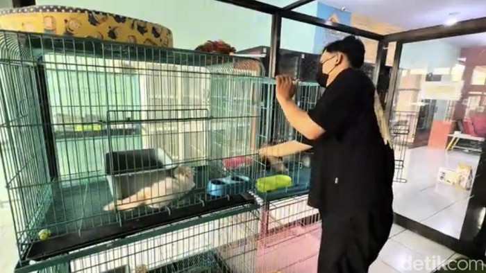 Sejumlah pemilik anabul menyerahkan kucing kesayangan untuk diinapkan di Hotel Anabul.