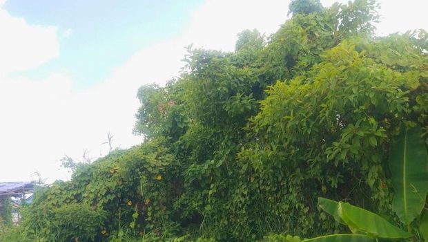 Tanaman Kratom yang tumbuh liar di lingkungan masyarakat. (Istimewa)