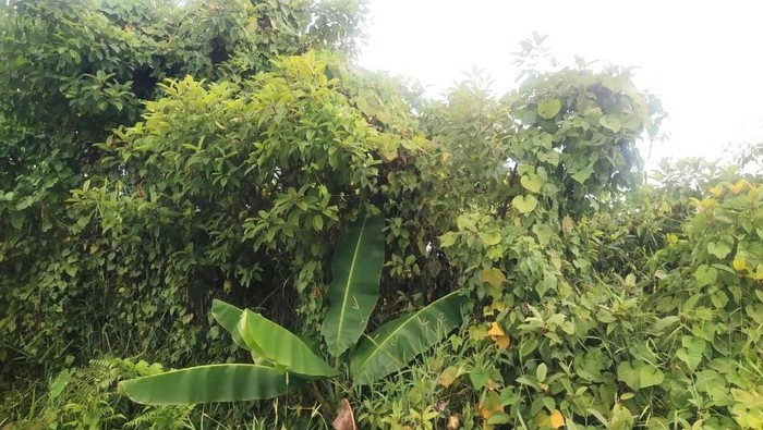 Tanaman Kratom yang tumbuh liar di lingkungan masyarakat. (Istimewa)