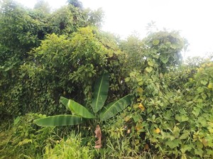 Harapan Warga Agar Pemprov Kaltara Seriusi Penanaman Kratom
